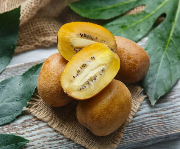 فروش کیوی هایوارد طلایی + قیمت خرید به صرفه